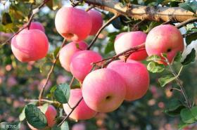 苹果品种介绍：苹果品种繁多，这几种最常见
